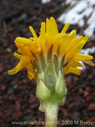 Asteraceae sp. #1848の写真