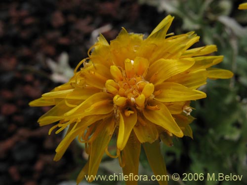 Imágen de Asteraceae sp. #1848 (). Haga un clic para aumentar parte de imágen.