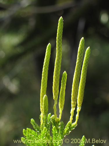 Lycopodium magellanicumの写真