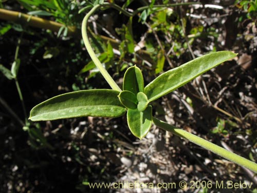 Imágen de Diplolepsis menziesii (Voqui amarillo / Voquicillo). Haga un clic para aumentar parte de imágen.