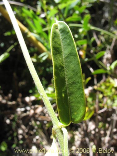 Bild von Diplolepsis menziesii (Voqui amarillo / Voquicillo). Klicken Sie, um den Ausschnitt zu vergrössern.