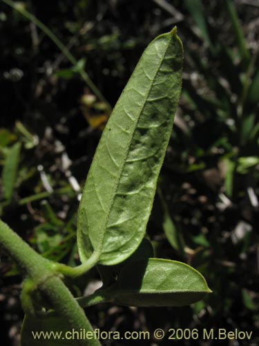 Image of Diplolepsis menziesii (Voqui amarillo / Voquicillo). Click to enlarge parts of image.