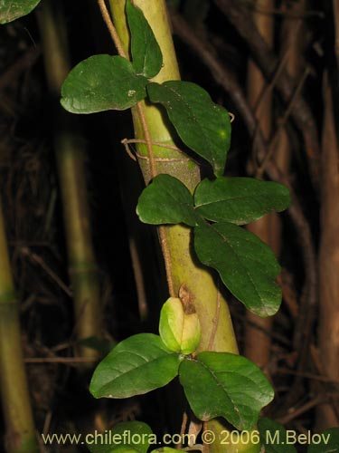 Image of Boquila trifoliolata (Voqui blanco / Pilpilvoqui). Click to enlarge parts of image.