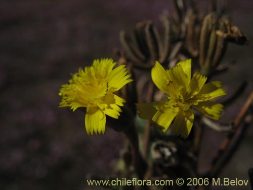 Imágen de Asteraceae sp. #2347 (). Haga un clic para aumentar parte de imágen.
