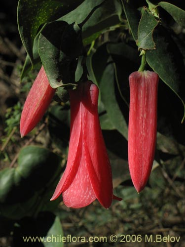 Imágen de Lapageria rosea (Copihue). Haga un clic para aumentar parte de imágen.