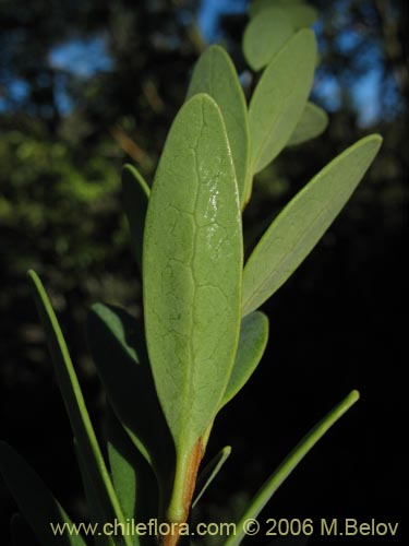 Фотография Orites myrtoidea (Radal enano). Щелкните, чтобы увеличить вырез.