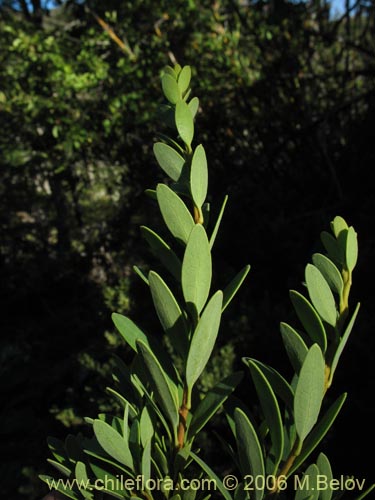 Image of Orites myrtoidea (Radal enano). Click to enlarge parts of image.