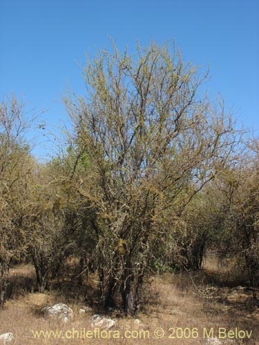 Image of Acacia caven (Espino / Aromo). Click to enlarge parts of image.