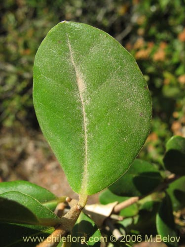 Myrceugenia exsuccaの写真