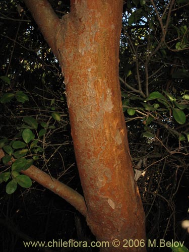 Image of Blepharocalyx cruckshanksii (Temu / Palo colorado). Click to enlarge parts of image.