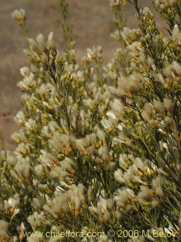 Image of Baccharis linearis (Romerillo). Click to enlarge parts of image.