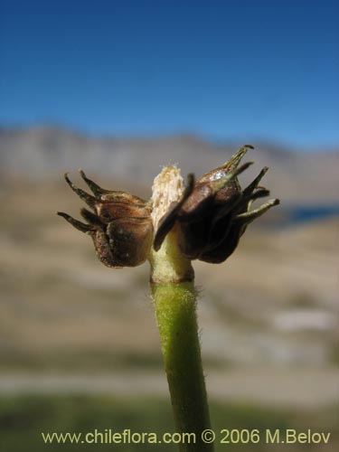 Image of Ranunculus peduncularis var. erodiifolius (Botón de oro / Centella). Click to enlarge parts of image.