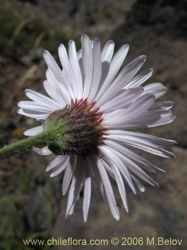 Image of Asteraceae sp. #3035 (). Click to enlarge parts of image.