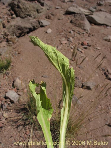 Calceolaria cavanillesiiの写真