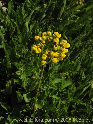 Bild von Calceolaria cavanillesii (Capachito). Klicken Sie, um den Ausschnitt zu vergrössern.
