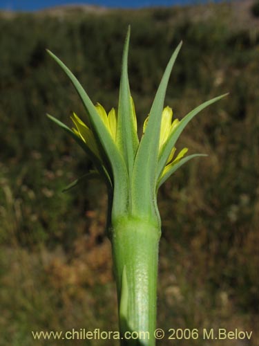 Image of Tragopogon pratensis (salsifí de prado). Click to enlarge parts of image.