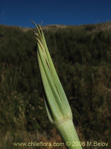 Фотография Tragopogon pratensis (salsifí de prado). Щелкните, чтобы увеличить вырез.