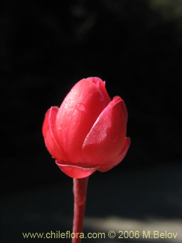 Bild von Berberidopsis corallina (Michay rojo). Klicken Sie, um den Ausschnitt zu vergrössern.
