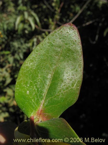 Image of Hypericum androsaemum (Toda buena / Toda santa / Androsema). Click to enlarge parts of image.