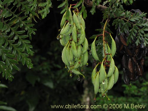 Image of Lomatia ferruginea (Fuinque / Palmilla). Click to enlarge parts of image.