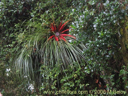 Imágen de Fascicularia bicolor (Puñeñe / Chupón / Chupalla). Haga un clic para aumentar parte de imágen.