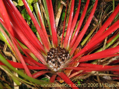 Image of Fascicularia bicolor (Puñeñe / Chupón / Chupalla). Click to enlarge parts of image.