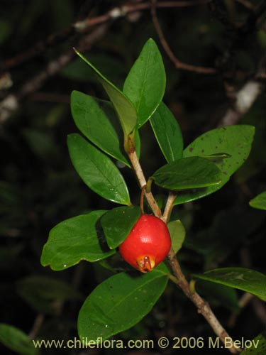 Myrceugenia chrysocarpaの写真