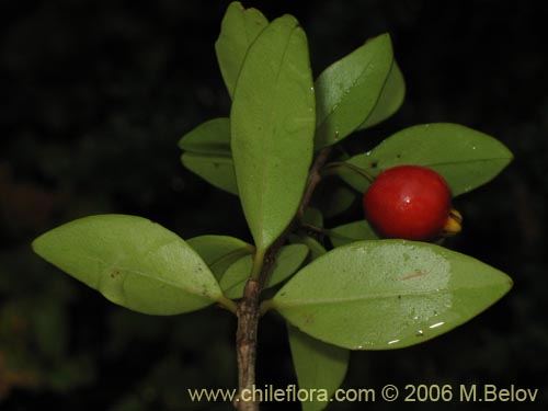 Bild von Myrceugenia chrysocarpa (Luma blanca / pitrilla). Klicken Sie, um den Ausschnitt zu vergrössern.