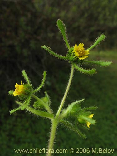 Image of Siegesbeckia sp. (). Click to enlarge parts of image.