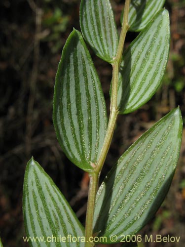 Luzuriaga polyphylla的照片