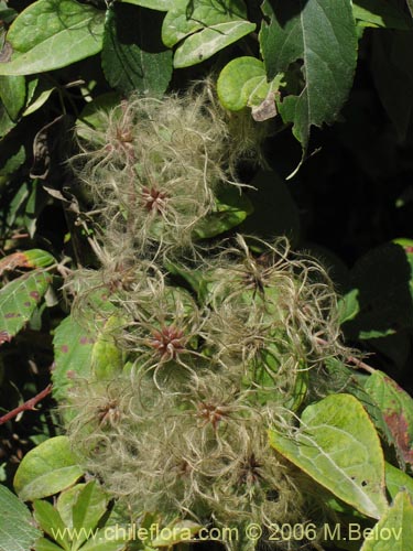 Image of Clematis sp. #2292 (). Click to enlarge parts of image.
