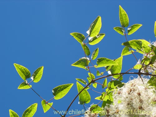 Image of Clematis sp. #2292 (). Click to enlarge parts of image.
