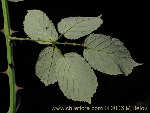 Rubus ulmifolius的照片
