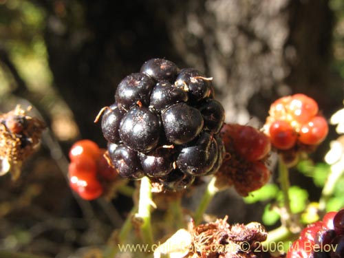 Rubus ulmifolius的照片