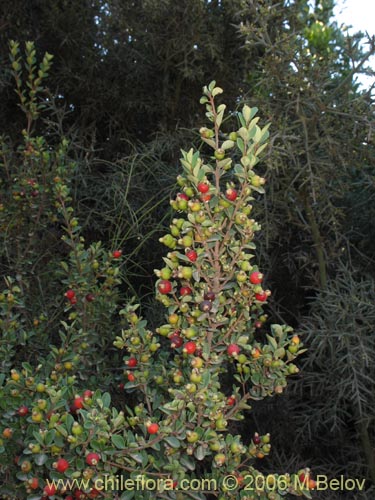 Imágen de Myrceugenia ovata var. nannophylla (Myrceugenia de hojas chicas). Haga un clic para aumentar parte de imágen.