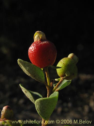 Image of Myrceugenia ovata var. nannophylla (Myrceugenia de hojas chicas). Click to enlarge parts of image.