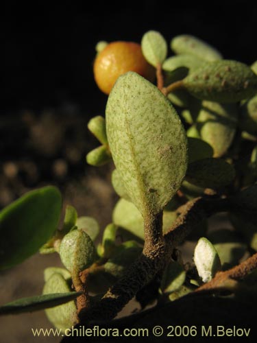 Imágen de Myrceugenia ovata var. nannophylla (Myrceugenia de hojas chicas). Haga un clic para aumentar parte de imágen.