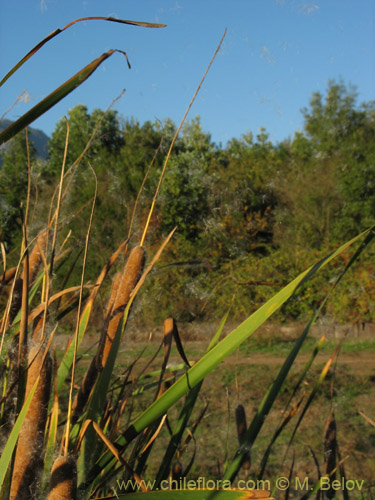 Image of Typha angustifolia (Totora). Click to enlarge parts of image.