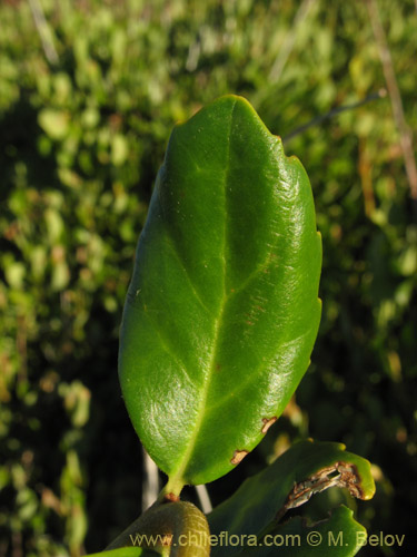 Image of Lomatia dentada (Avellanillo / Avellanito / Palo negro / Pi�ol). Click to enlarge parts of image.