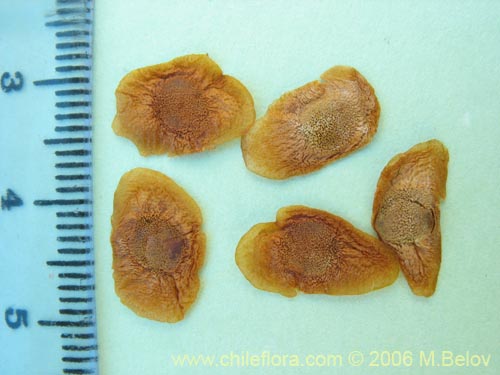 Image of Dioscorea brachybotrya (Papa cimarrona / Jaboncillo). Click to enlarge parts of image.