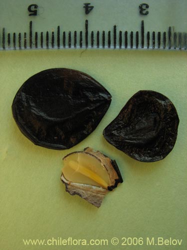 Image of Rhodophiala rhodolirion (Añañuca de cordillera). Click to enlarge parts of image.