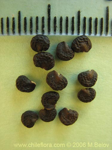Image of Datura stramonium (Chamico / Miyaya). Click to enlarge parts of image.