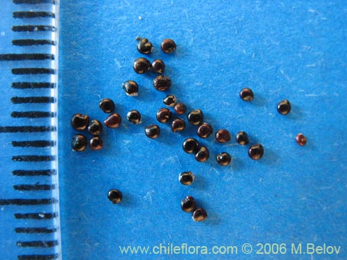 Imágen de Chenopodium ambrosioides (Paico / Pichan / Pichen). Haga un clic para aumentar parte de imágen.
