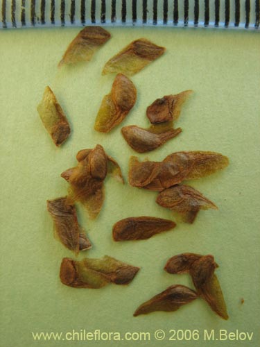 Image of Eucryphia cordifolia (Ulmo). Click to enlarge parts of image.