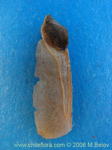 Image of Embothrium coccineum (Notro, ciruelillo). Click to enlarge parts of image.