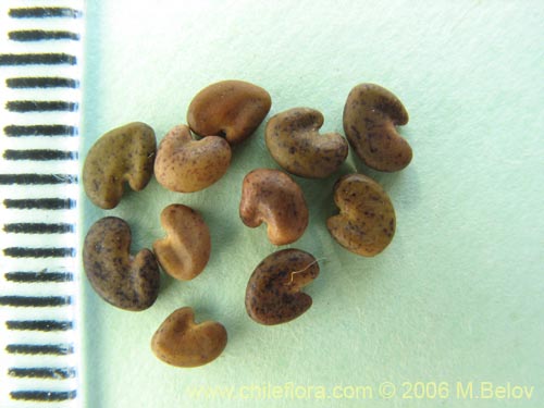 Imágen de Astragalus looseri (Hierba loca). Haga un clic para aumentar parte de imágen.
