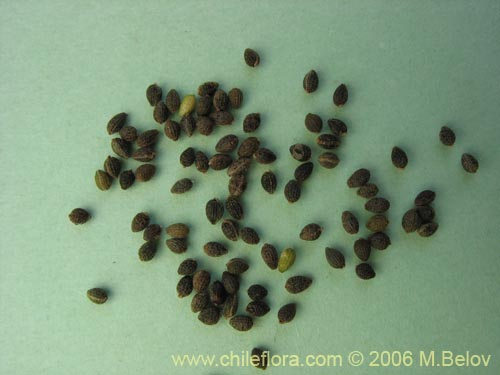 Image of Malesherbia linearifolia (Estrella azl de cordillera). Click to enlarge parts of image.