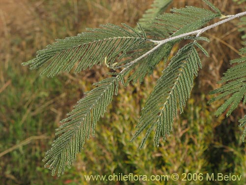 Image of Acacia dealbata (Aromo (de castilla)). Click to enlarge parts of image.