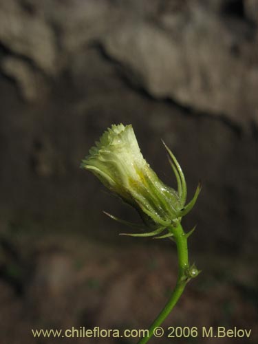 Bild von Asteraceae sp. #1843 (). Klicken Sie, um den Ausschnitt zu vergrössern.