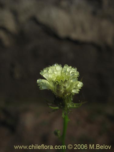 Imágen de Asteraceae sp. #1843 (). Haga un clic para aumentar parte de imágen.